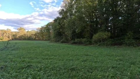 Open Field Forest Autumn Stock Footage 288045511