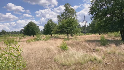 Open field in the forest with Nice sky Stock Footage 209151714