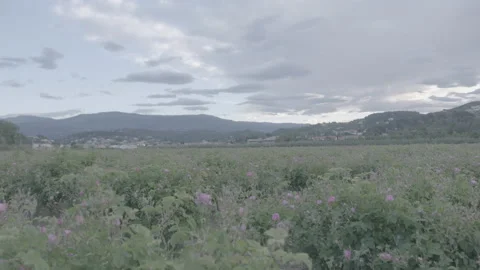 Open Field Full Of Flowers In Grasse, France - No LUT Version Stock Footage 222049588