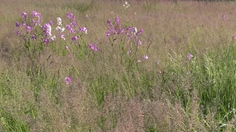 Open field of grass with wild phlox nature scenic Stock Footage 50411145