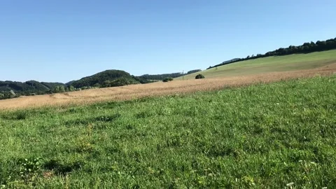 Open field with green grass and trees in the background Stock Footage 203795755