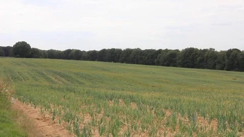 Open field in Luxembourg Stock Footage 77213883
