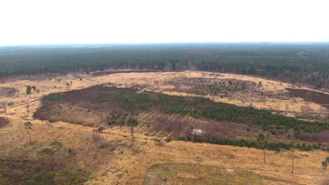 Open field in middle of a forest Stock Footage 240388290