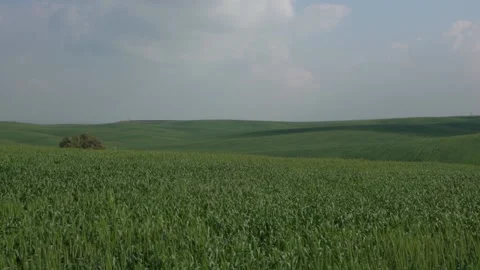 Open Field Pan Left Slow Motion Stock Footage 167267047