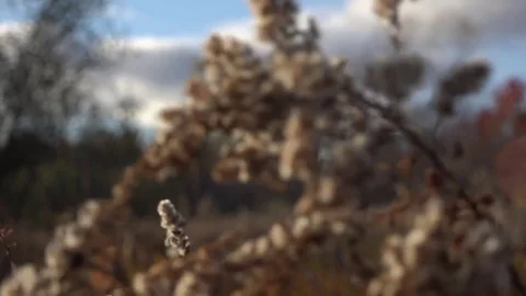 Open field with plants- Close-up Stock Footage 82795811