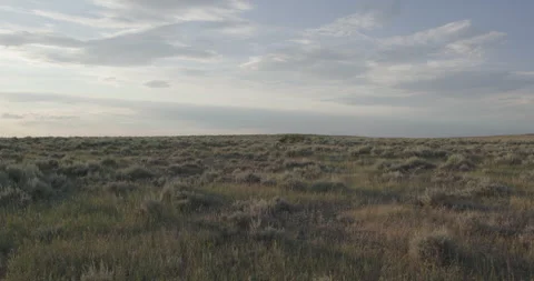 Open field of sagebrush and long grass at golden hour Stock Footage 332445948
