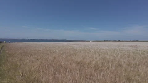 Open field with tall dry grass and blue sky near irish atlantic coast Stock Footage 340457399