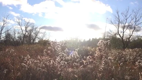 Open field with tall plants Stock Footage 82795833