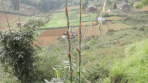 Open field view 스톡 동영상 154231676