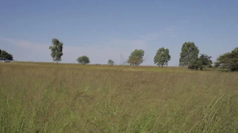 Open Field with wheat grass Stock Footage 23790682