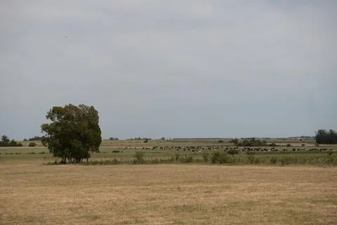 Open fields and cattle under clear skies in San Ramon, Uruguay. Stock Photos