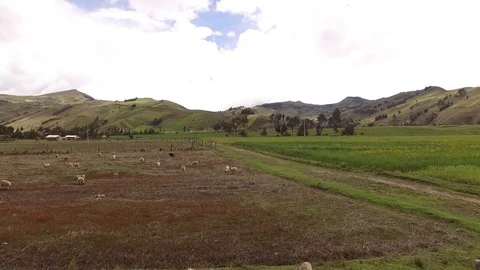 Open Fields of Crops and Sheep in the Andes Stock Footage 75020422