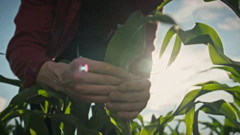 In open fields a farmer carefully examines corn leaves studying their struct Stock Footage 337937380