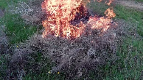 Open fire (dry fire) of dry cane Stock Footage 75905252