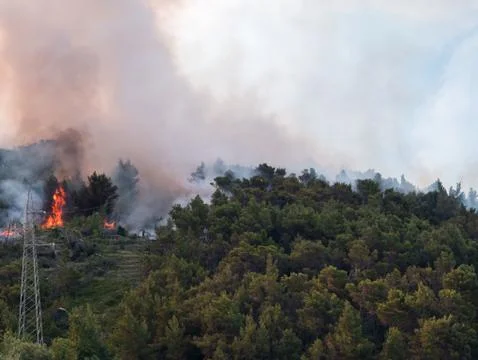 Open fire in pine tree forest Stock Photos