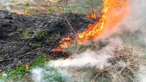 Open flame. Burning dry grass in the field. Extreme disaster and forest fires Stock Photos