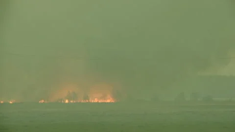 Open Flame in Forest. Fire. Acrid Smoke. Poisoned Air. Harm to Environment Video stock 147113314