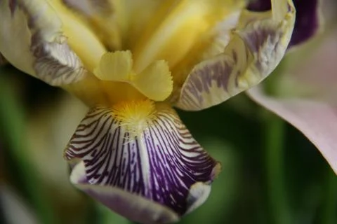 Open Flower Pollen Stock Photos