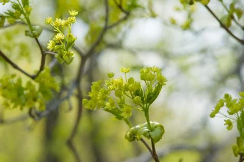 Open flowers of maple Stock Photos