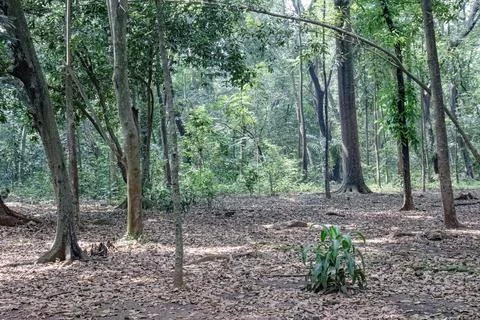 Open Forest with Arched Trunk and Dry Leaf Covered Ground Stock Photos