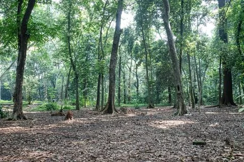Open forest area with stump and tall tropical trees Stock Photos