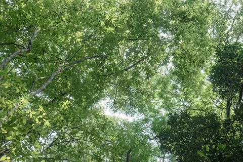 Open Forest Canopy with Bright Green Leaves and White Sky Stock Photos