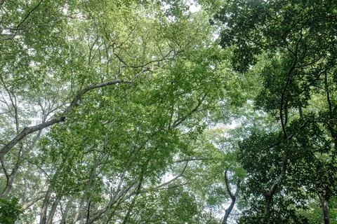 Open Forest Canopy with Twisting Branches and Bright Green Leaves Stock Photos