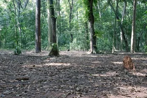 Open forest clearing with stump and tall tropical trees Stock Photos
