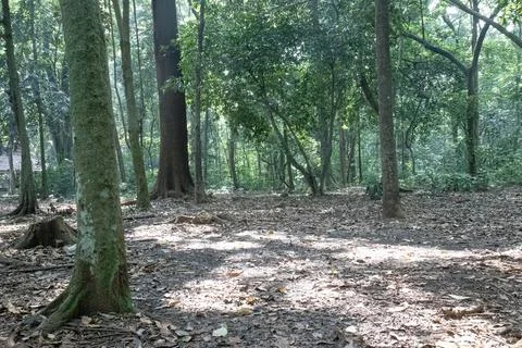 Open forest clearing with sunlight between tropical trees Stock Photos