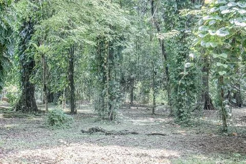 Open Forest Clearing with Vine Covered Trunks Stock Photos