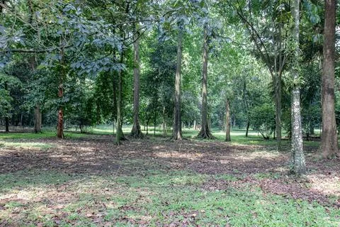 Open forest floor with tall trees in a park Stock Photos