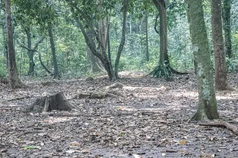 Open Forest Floor with Tree Stumps and Diffused Light Stock Photos