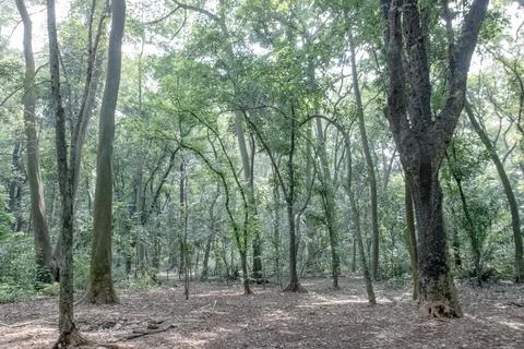 Open forest interior with slim trunks and natural climbing vines Stock Photos