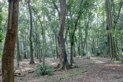 Open forest landscape with tall trunks and natural woodland floor Stock Photos