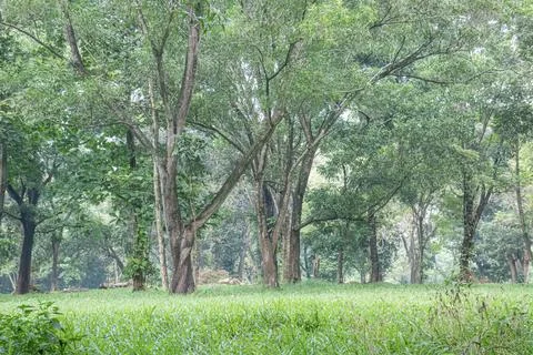 Open Forest Space with Fresh Green Grass Stock Photos