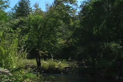 Open Forest &amp; Stream Area Video stock 6830120