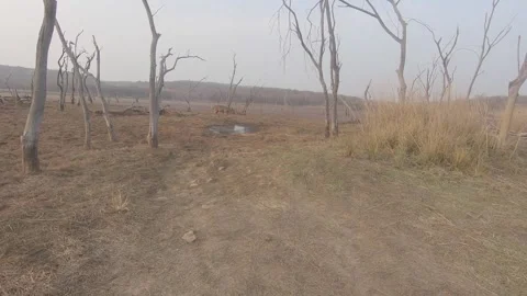Open forests at Ranthambore, Rajasthan Stock Footage 151458646