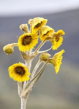 Open Freilejon Flower Stock Photos