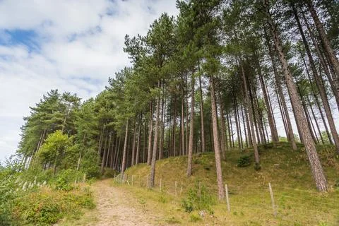 Open gate to part of Formby woods Stock Photos