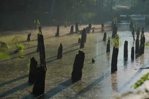 Open Gate shot of the ponds and forest with morning mist. Stock Footage 344163244