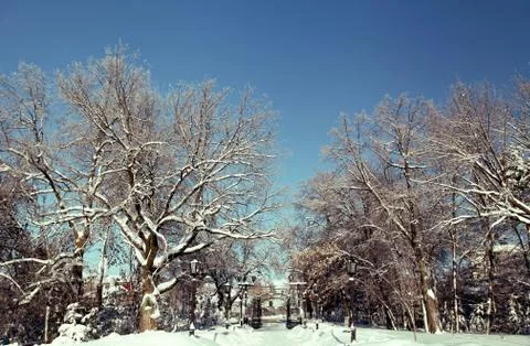 Open gate in the winter park with bare trees Stock Photos