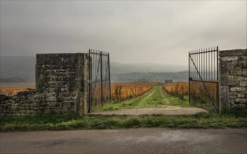 Open gates looking into a sloping vineyard with mist Stock Photos