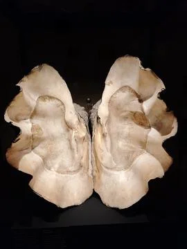Open Giant Clam Shell Specimen in Museum Display Фото
