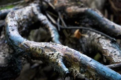 Open gnarled roots of the old tree Stock Photos