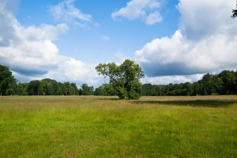Open gras land with tree Stock Photos