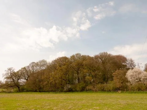 Open grass field with large row of tree skies blue spring nature environment  Stock Photos