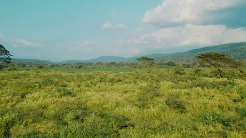 Open grassland and forest edge landscape beneath blue sky in Costa Rica Stock Footage 344775744