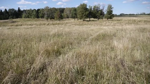 Open Grasslands Pan Stock Footage 80440948
