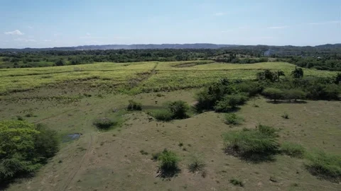 Open grassy field with scattered trees, aerial view Stock Footage 278367478