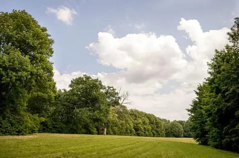 Open grassy field with trees under a partly cloudy sky Stock Photos